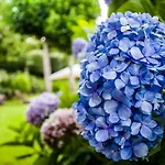 Marylu'